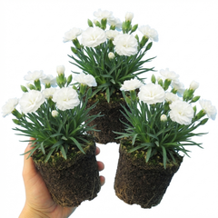 Set of 3 Large Plants - Dianthus Oscar White, Outdoor Garden Ready