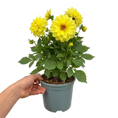 1 Large Plant - Dahlia Maggiore Yellow, Ready to Plant in Your Garden, 3L Pot
