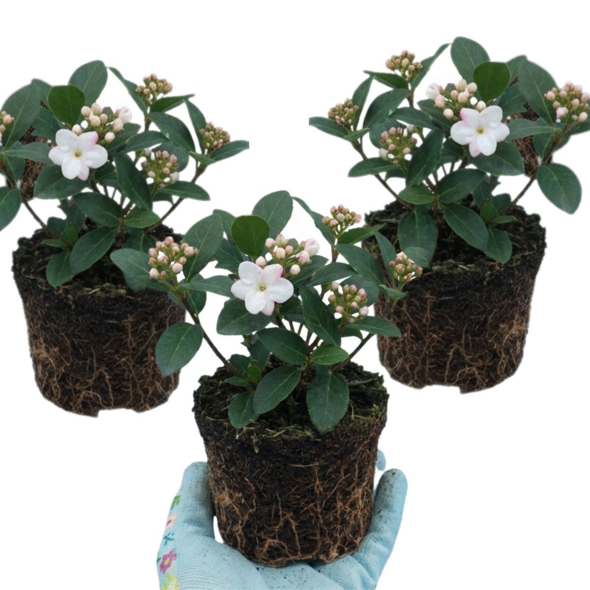 Viburnum Tinus Gwenllian Hardy Evergreen Flowering Shrub Plants, Winter Flowering Hedge, Outdoor Garden Ready, 11cm Root-Ball