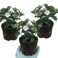 Viburnum Tinus Gwenllian Hardy Evergreen Flowering Shrub Plants, Winter Flowering Hedge, Outdoor Garden Ready, 11cm Root-Ball