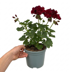 1 Large Plant - Geranium Calliope Dark Red, Outdoor Garden Ready, 2L Pot