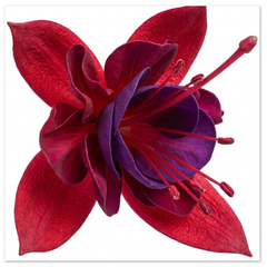 1 Fuchsia Tom Thumb Hardy Perennial Flowering Plant, Outdoor Garden Ready, 3 Litre Root-Ball