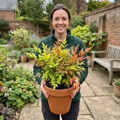 1 Nandina Gulf Stream Heavenly Bamboo, Compact Hardy Evergreen Garden Shrub, 3 Litre Root Ball