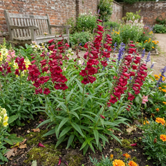 Penstemon Red Hardy Perennial Plants, Bee Friendly Summer Flowering, Outdoor Garden Ready, 1 Litre Root-Ball