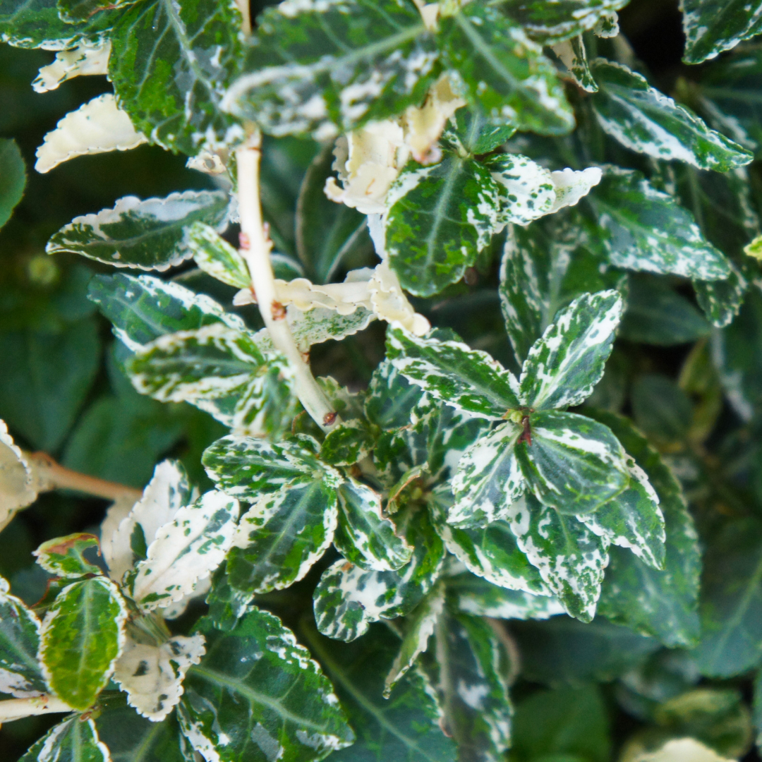 Euonymus Harlequin | 2L Pots