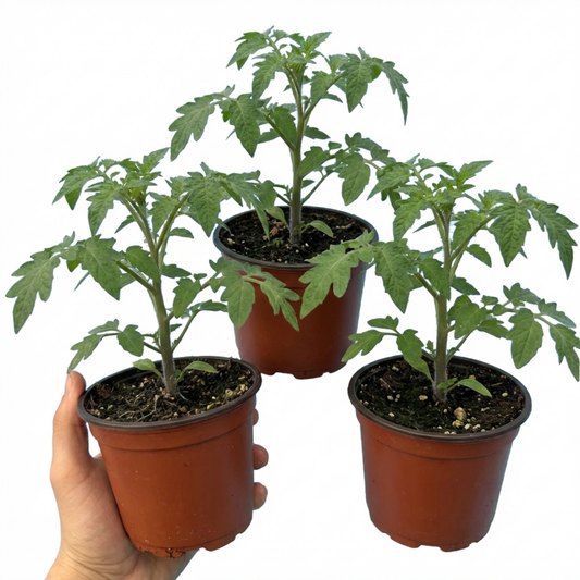 Set of 3 or 6 Large Plants - Tomato Lemon Sherbet, Ready to Plant in Your Garden, 10.5 cm