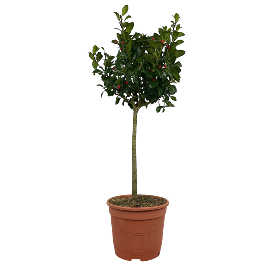 1 Holly Heckenfee Standard Tree – Outdoor Garden Ready, Supplied Fresh in 5L Pot