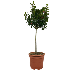 1 Holly Heckenfee Standard Tree – Outdoor Garden Ready, Supplied Fresh in 5L Pot