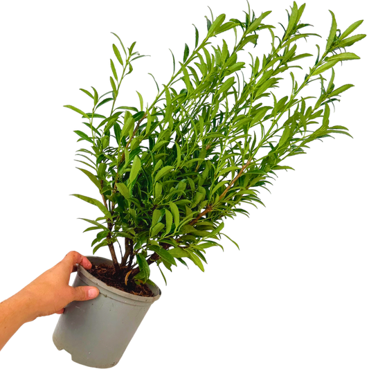 Prunus Sofia | 3L Pot