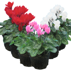 Cyclamen Growers Selection | 3 or 6 1L Pots