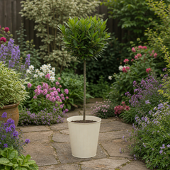 3L Bay Tree 60-70cm, Culinary Evergreen, Nursery Pots