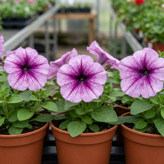 Set of 3 Large Plants - Petunia Express Pum Vein, Outdoor Garden Ready