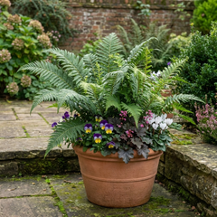 Set of 3 or 6 Soft Shield Fern Polystichum Setiferum Plants, Hardy Evergreen Shade Perennials, 1 Litre Root-Ball