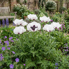 Papaver Orientale Royal Wedding Poppy Plants, Hardy Perennial, Outdoor Garden Ready, 1 Litre Root-Ball