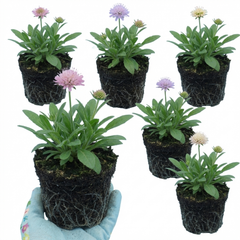 Set of 3 or 6 Knautia Macedonica Melton Pastels Plants, Bee-Friendly Hardy Perennial Scabious, Summer Flowering, 11cm or 1L Root Ball