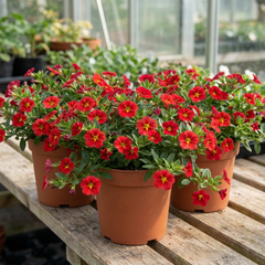 Set of 3 or 6 Large Plants - Calibrachoa Cabaret Red Kiss, Outdoor Garden Ready