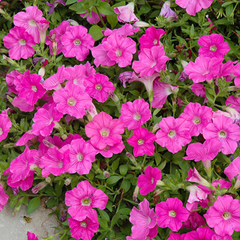 Petunia Easy Wave Pink | 3 or 6 1L Pots
