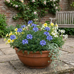 Trailing Verbena Blue Eye Plants, Summer Flowering Hanging Basket Ready, Outdoor Garden Ready, 10.5cm Root-Ball