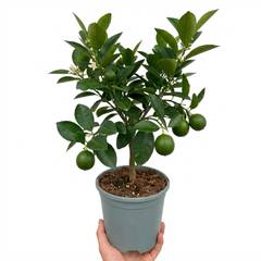 1 Large Plant - Evergreen Mini Green Lime Tree, Ready to Plant in Your Garden