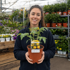 1 Golden Sunrise Tomato Plant, Live Heirloom Yellow Tomato, Outdoor Garden Ready, 2 Litre Root Ball