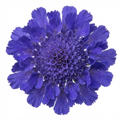 Scabious Blue Note Hardy Perennial Plants, Bee Friendly Pincushion Flower, Litre Root Ball