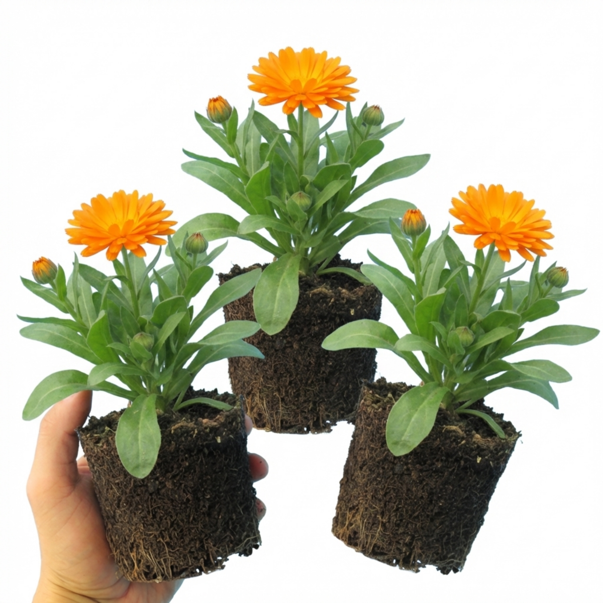 Calendula ‘Fiesta Orange’, Ready to Plant