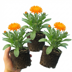 Calendula ‘Fiesta Orange’, Ready to Plant