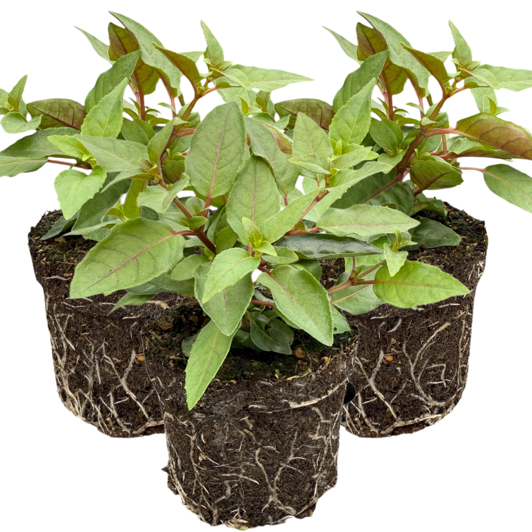 Fuchsia Bella Lydia | 3 or 6 1L Pots