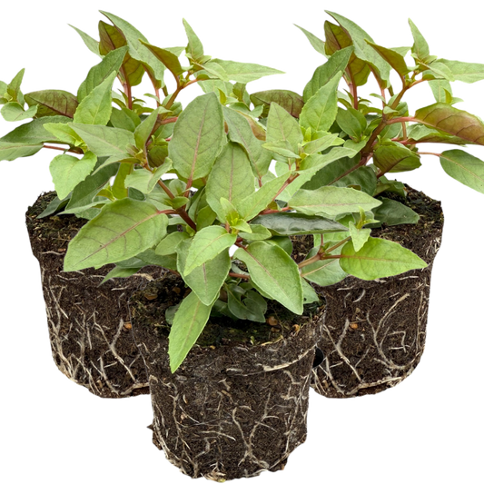Fuchsia Bella Lydia | 3 or 6 1L Pots