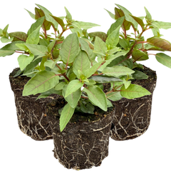 Fuchsia Bella Lydia | 3 or 6 1L Pots