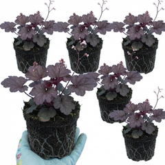 Set of 3 or 6 Heuchera Palace Purple Coral Bells Plants, Hardy Evergreen Perennial, Shade Tolerant Garden Plants, Outdoor Garden Ready, 1 Litre Root-Ball