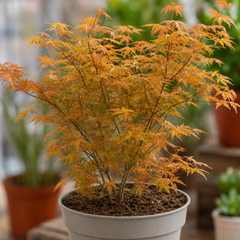 3L Orange Leaf Acer Tree, Nursery Pot, Patio Garden Pots