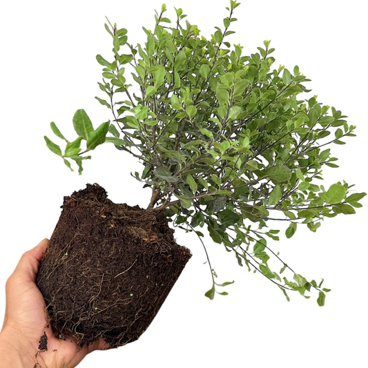 Pittosporum Tom Thumb | 3L Pot