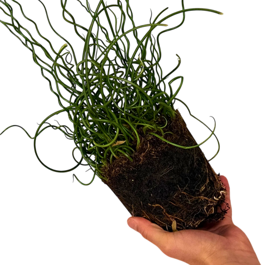 Juncus Spiralis, Ready to Plant in Your Garden, 2L Pot