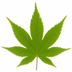 3 Litre Green Leaf Acer Tree, Nursery Pots, Outdoor Garden