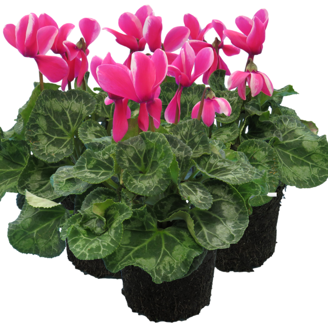 Cyclamen Bicolour Pink Flame | 3 or 6 1L Pots