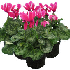 Cyclamen Bicolour Pink Flame | 3 or 6 1L Pots