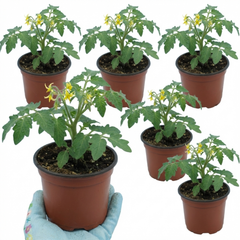 Set of 3 or 6 Large Plants - Tomato Ricola Fire & Lightning, Ready to Plant in Your Garden