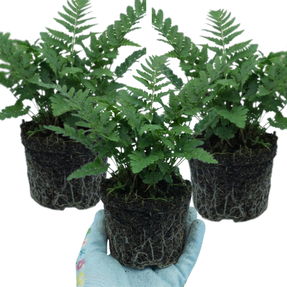 Dryopteris Linearis Polydactyla Male Fern Plants, Hardy Shade Loving Perennial Ferns, Garden Ready, 1 Litre Root-Ball