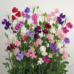 Sweet Pea Mammoth Mix, 10.5 cm Rootballs