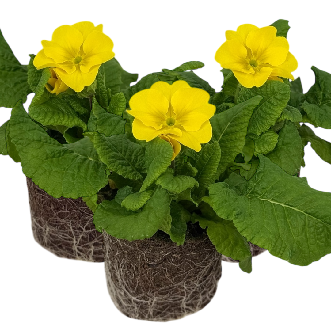 Polyanthus Yellow | 3 or 6 1L Pots