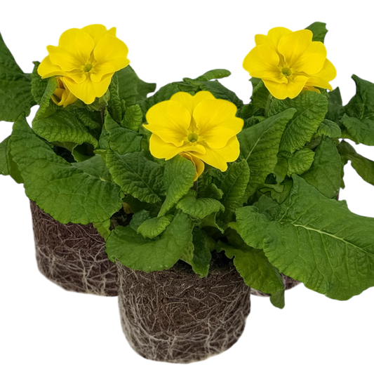 Polyanthus Yellow | 3 or 6 1L Pots