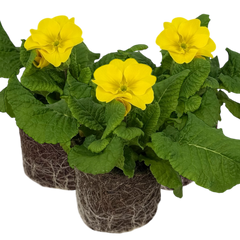 Polyanthus Yellow | 3 or 6 1L Pots