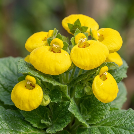 Calceolaria Calynopsis ‘Yellow’, Ready to Plant