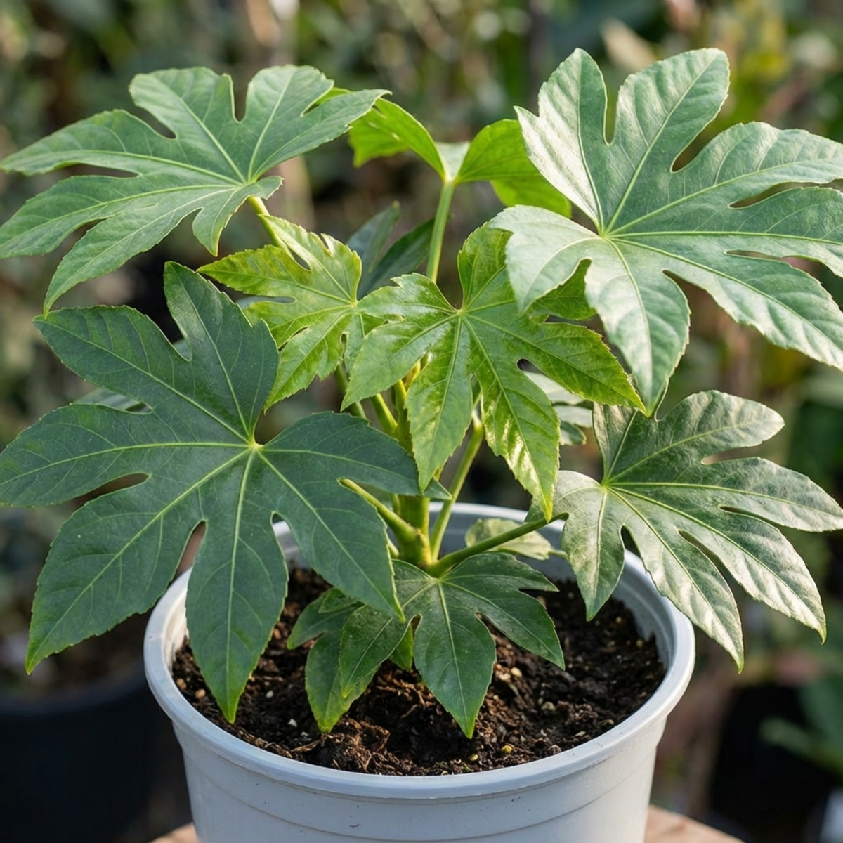 Fatsia Japonica Japanese Aralia Plant, Hardy Evergreen Shade Loving Shrub, 7.5 Litre Root-Ball