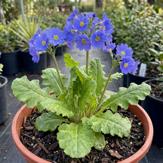 Primula Oakleaf Blue Perennial Plant, Hardy Spring Flowering Garden Ready, 2 Litre Root-Ball