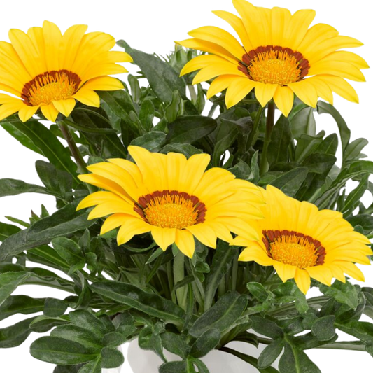 Gazania Kiss Yellow Improved | 3 or 6 1L Pots