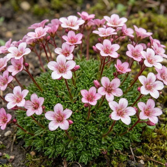Saxifrage Ice Colours Appleblossom Plants, Hardy Alpine Rock Garden Perennial, Outdoor Garden Ready, 1 Litre Root-Ball