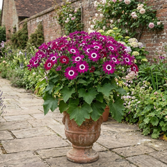 Senetti Magenta Bicolour Pericallis Plant, Outdoor Summer Flowering, 6.5 Litre Root-Ball