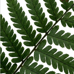 Shield Fern Dryopteris Atrata Hardy Perennial Plants, Outdoor Garden Ready, 1Ltr Root-Ball